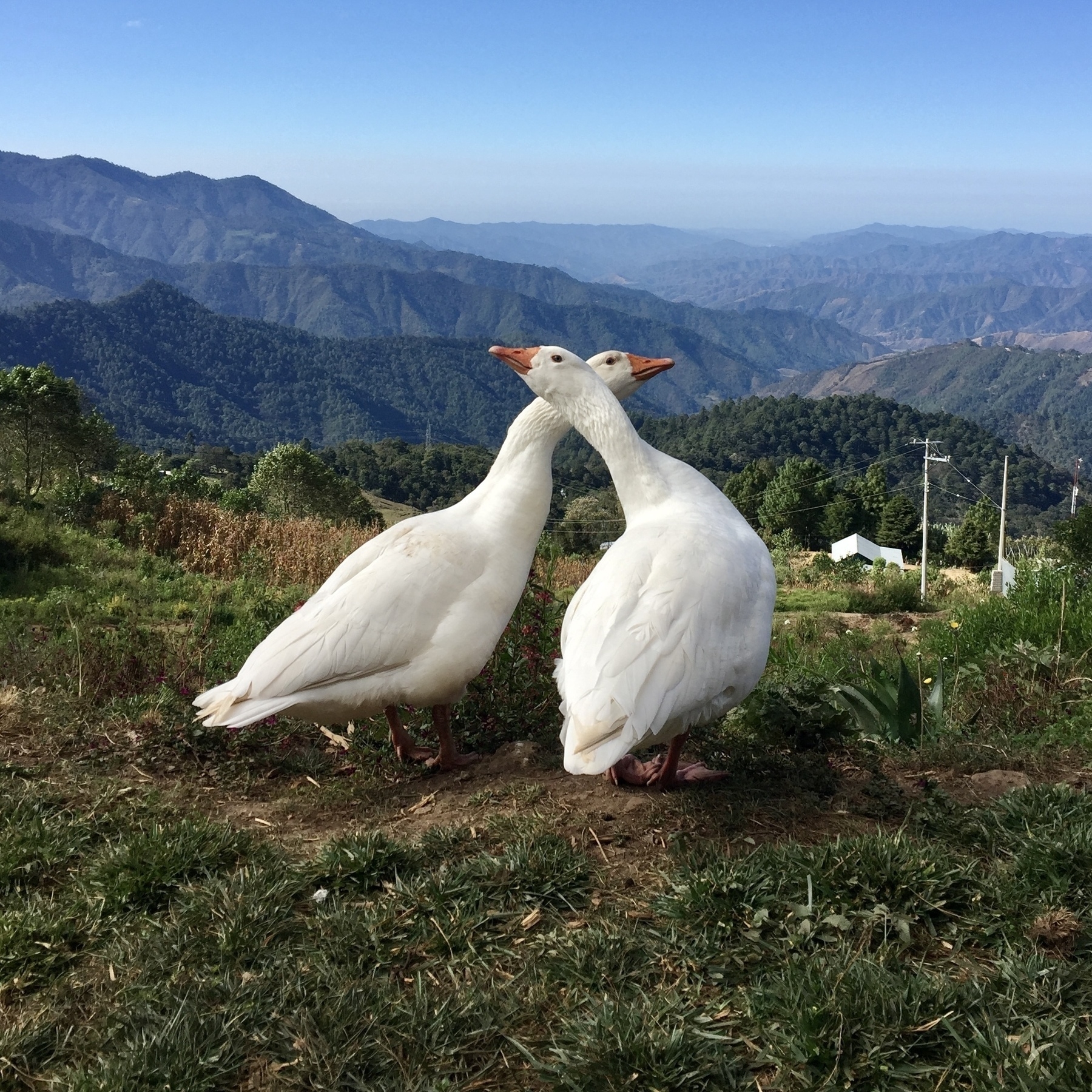 Two white geese with their heads overlapping one in front of the other, looking in opposite directions in the mountains of Oaxaca.