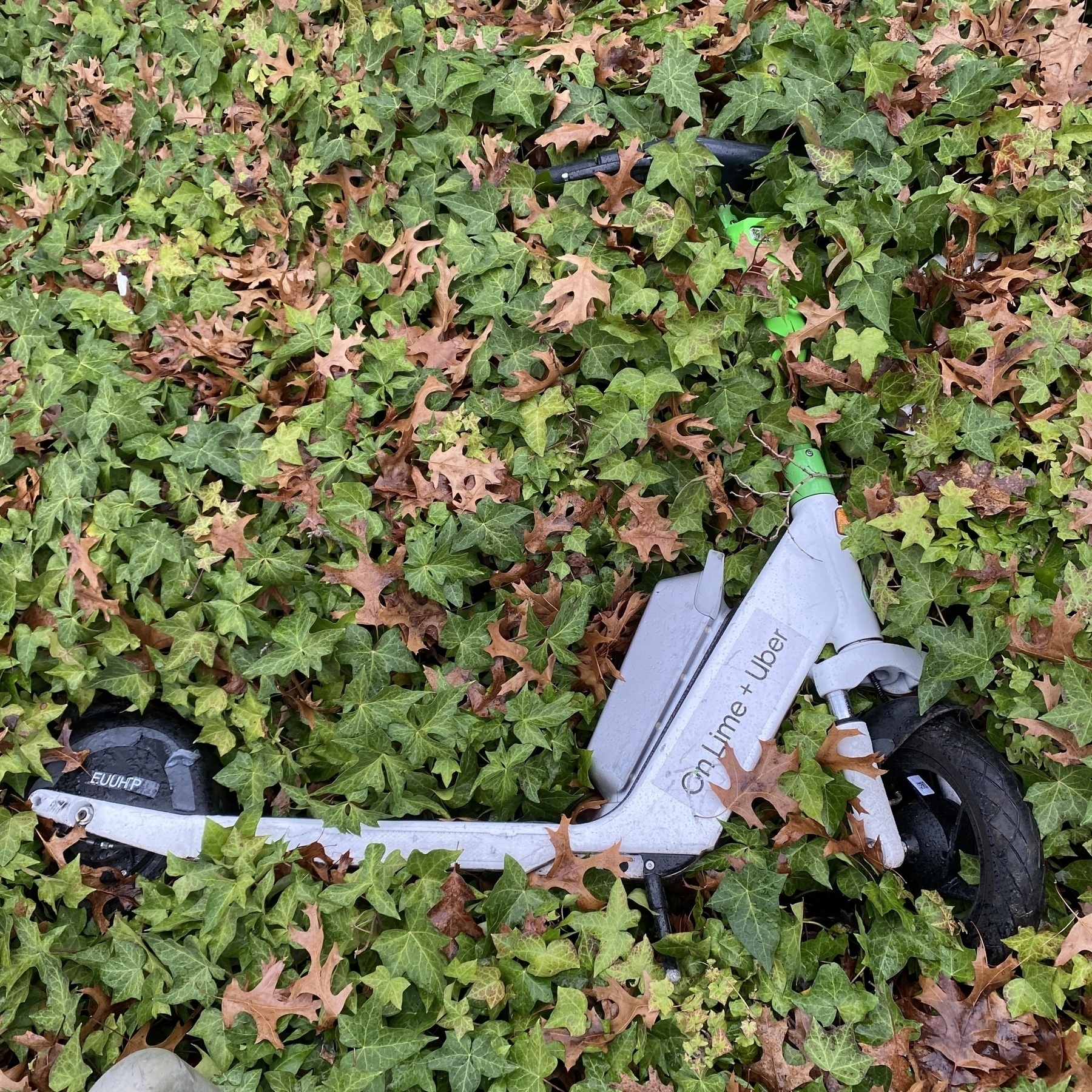 A discarded Lime electric scooter on it's side in a field of ivy with foliage growing over it.