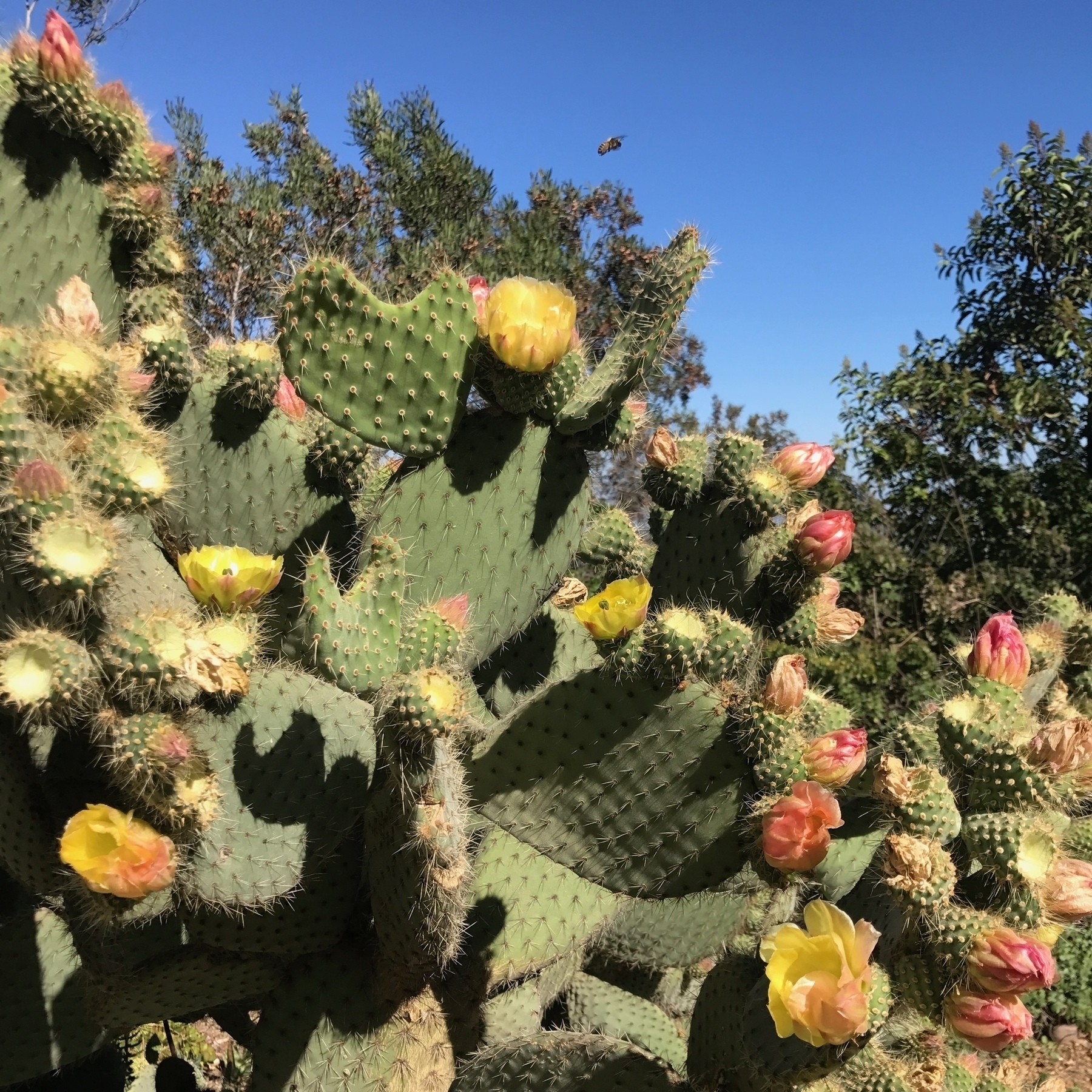 A huge sprawling cactus growing in all directions with yellow and pink flowers all over it. And a bee flying by.
